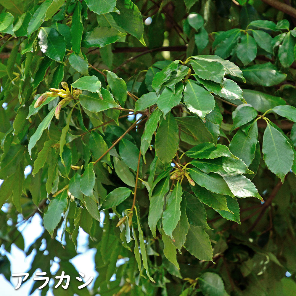アラカシ 単木 0.5m 10.5cmポット 苗｜green-netbox｜02