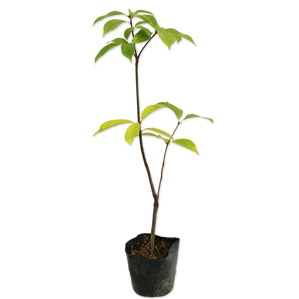 アラカシ 単木 0.3m 10.5cmポット 50本 苗 常緑樹 | escopil.co.mz