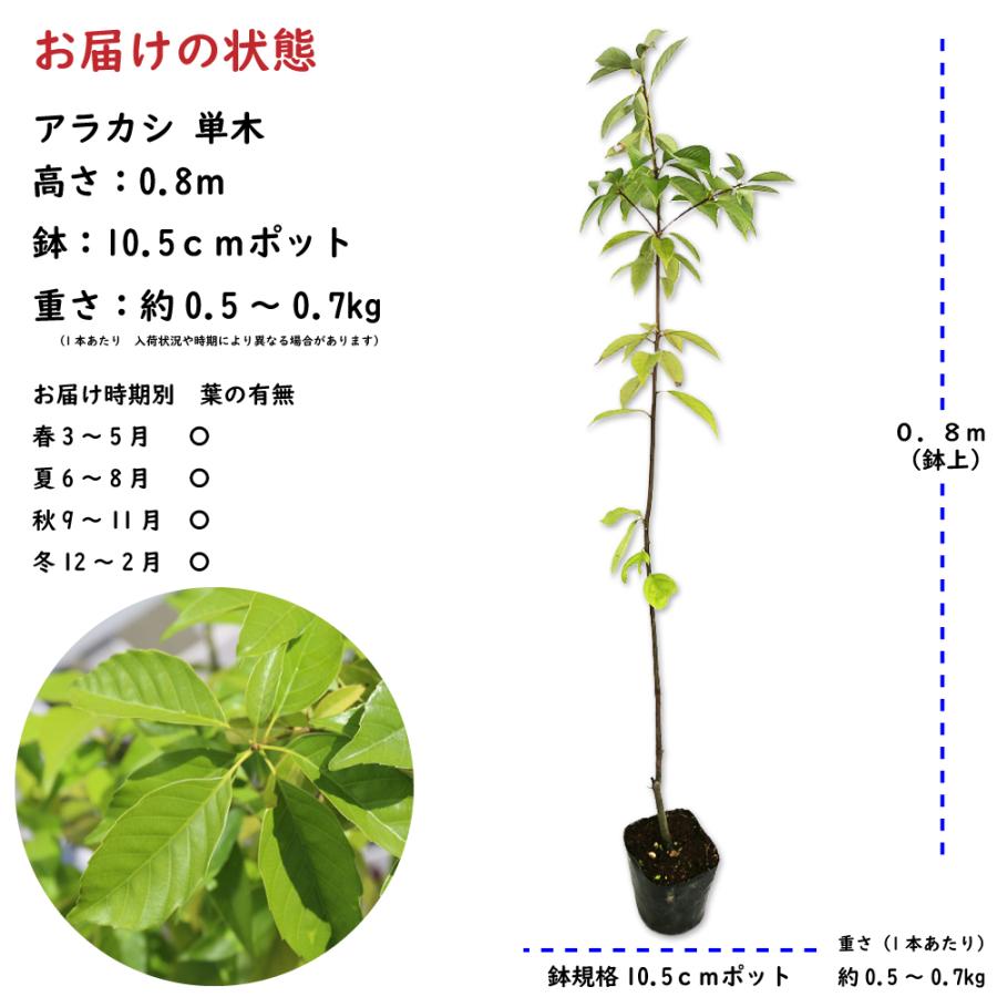 アラカシ 単木 0.8m 10.5cmポット 苗｜green-netbox｜02