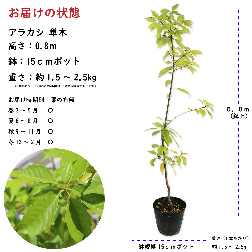 アラカシ 単木 0.8m 15cmポット 苗 : 100108 : トオヤマグリーン