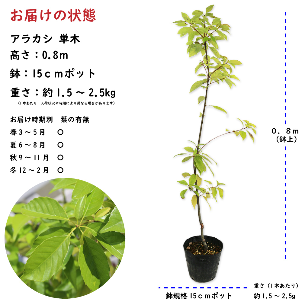 シラカシ 株立ち 0.8m 15cmポット 苗
