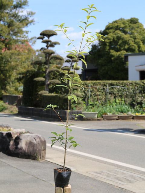 ハイノキ 株立ち 1.5m 露地 2本 苗木 - 植木、庭木