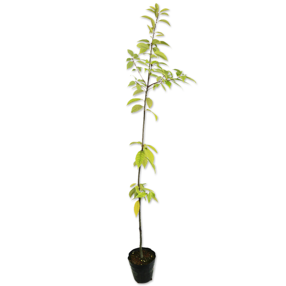アラカシ 単木 2.3m 露地 苗木