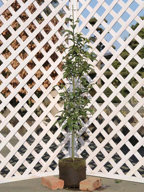 アラカシ 単木 1.2m 露地 2本×2 苗(12100円)