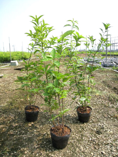 アラカシ 株立ち 1.4m 15cmポット 6本 苗(11726円)