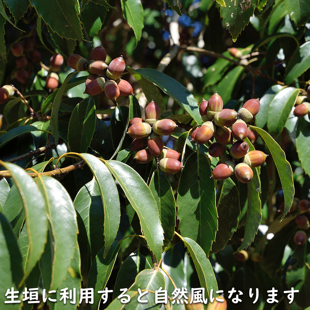 アラカシ 株立ち 1.4m 15cmポット 6本 苗 商品情報 【アラカシ】(粗樫) 読み:あらかし 学名:Quercus glauca ブ アラカシ 株立ち 1.4m 15cmポット 6本 苗 商品情報 【アラカシ】(粗樫) 読み:あらかし 学名:Quercus glauca ブ