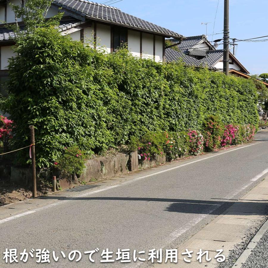 アラカシ 株立ち 1.4m 15cmポット 6本 苗 商品情報 【アラカシ】(粗樫) 読み:あらかし 学名:Quercus glauca ブ アラカシ 株立ち 1.4m 15cmポット 6本 苗 商品情報 【アラカシ】(粗樫) 読み:あらかし 学名:Quercus glauca ブ