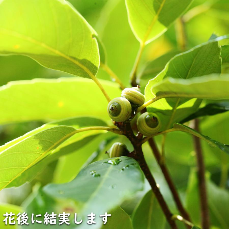 アラカシ 株立ち 1.4m 15cmポット 6本 苗 商品情報 【アラカシ】(粗樫) 読み:あらかし 学名:Quercus glauca ブ アラカシ 株立ち 1.4m 15cmポット 6本 苗 商品情報 【アラカシ】(粗樫) 読み:あらかし 学名:Quercus glauca ブ