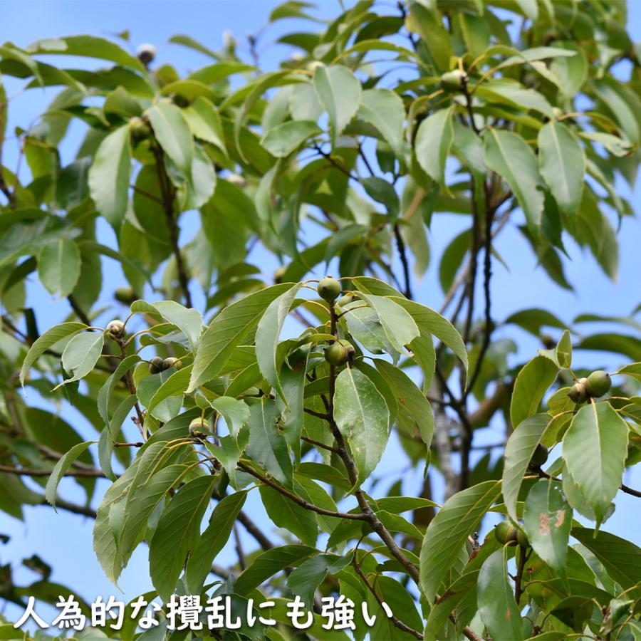アラカシ 株立ち 1.4m 15cmポット 6本 苗 商品情報 【アラカシ】(粗樫) 読み:あらかし 学名:Quercus glauca ブ アラカシ 株立ち 1.4m 15cmポット 6本 苗 商品情報 【アラカシ】(粗樫) 読み:あらかし 学名:Quercus glauca ブ