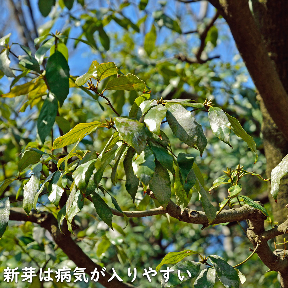 アラカシ 単木 2.5m 露地 苗木