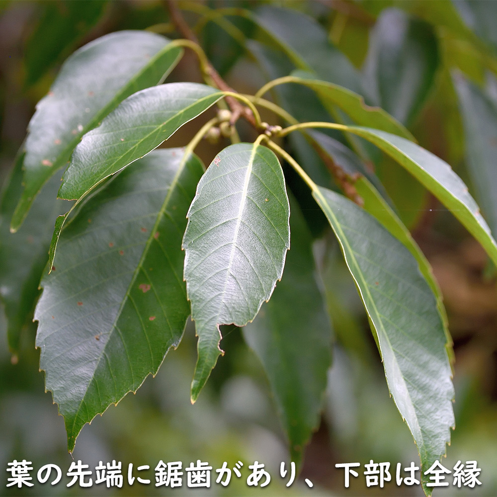 アラカシ 株立ち 1.4m 15cmポット 6本 苗 商品情報 【アラカシ】(粗樫) 読み:あらかし 学名:Quercus glauca ブ アラカシ 株立ち 1.4m 15cmポット 6本 苗 商品情報 【アラカシ】(粗樫) 読み:あらかし 学名:Quercus glauca ブ