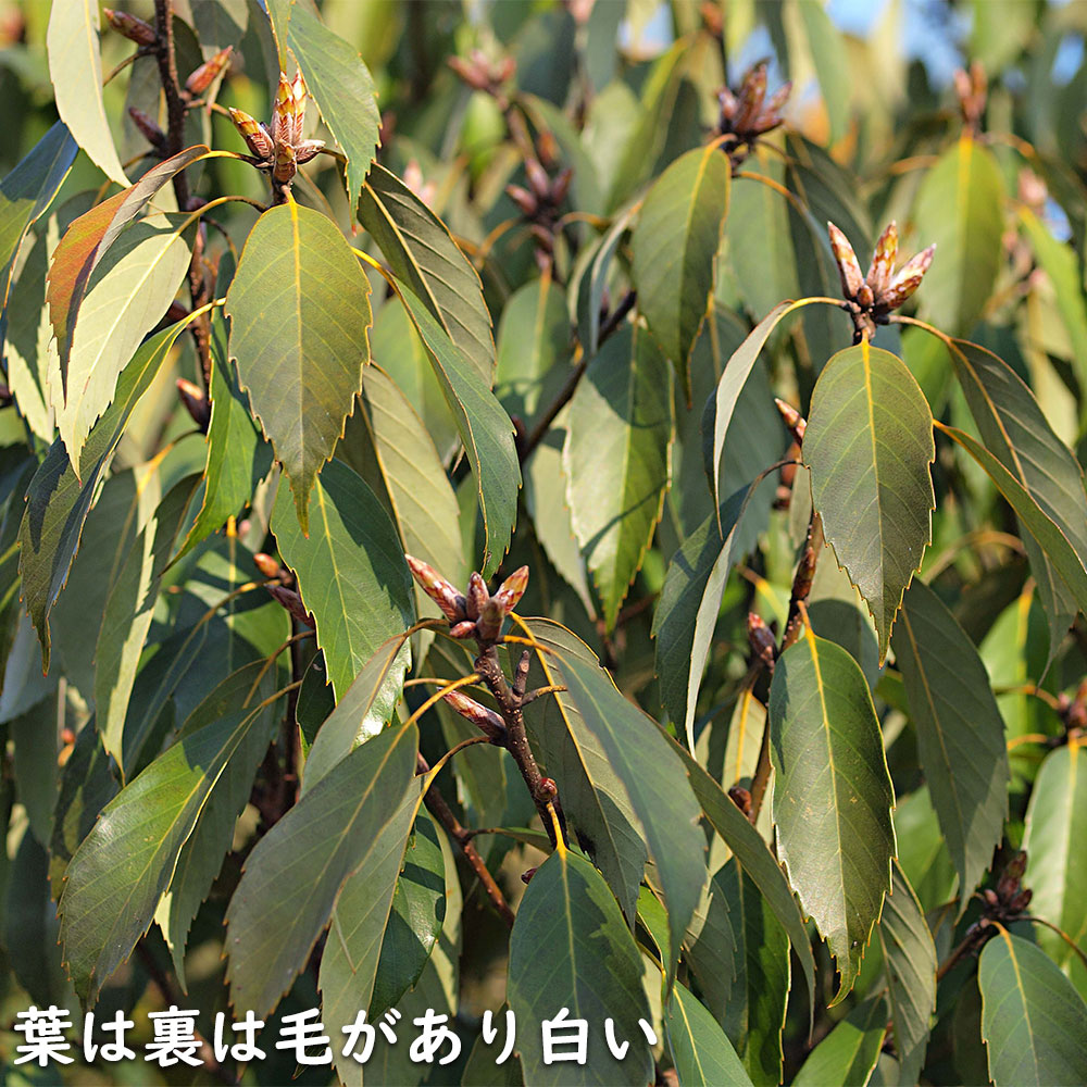 アラカシ 株立ち 1.4m 15cmポット 6本 苗 商品情報 【アラカシ】(粗樫) 読み:あらかし 学名:Quercus glauca ブ アラカシ 株立ち 1.4m 15cmポット 6本 苗 商品情報 【アラカシ】(粗樫) 読み:あらかし 学名:Quercus glauca ブ