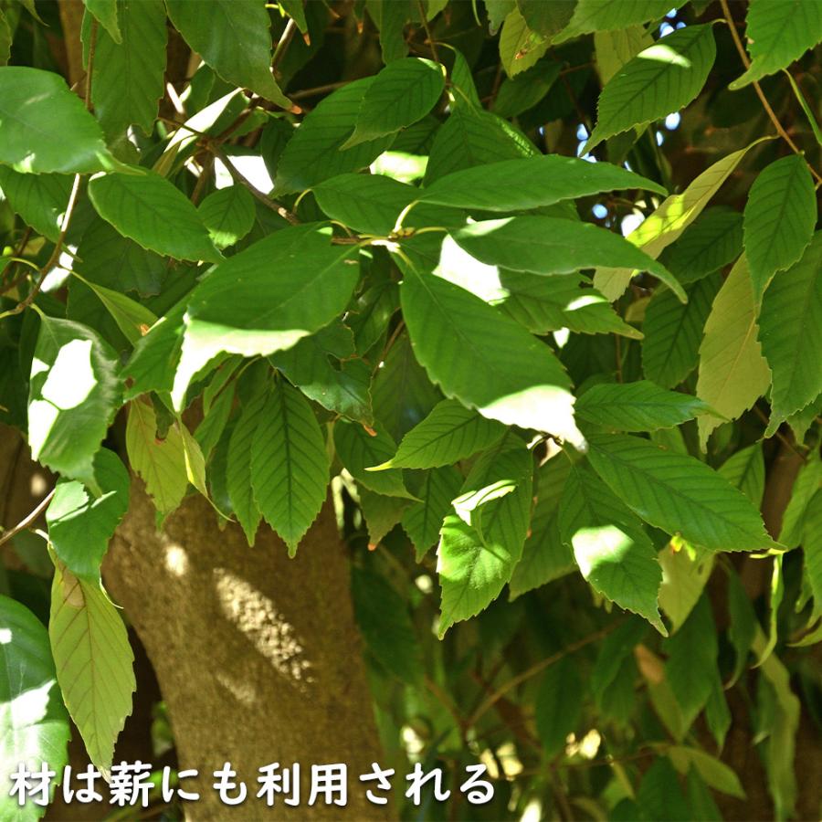 アラカシ 単木 1.5m 露地 2本×2 苗木｜green-netbox｜20