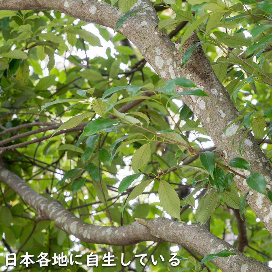 アラカシ 単木 0.8m 10.5cmポット 苗｜green-netbox｜03