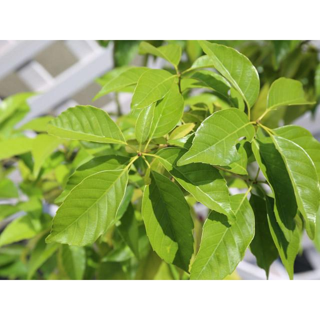 アラカシ 株立ち 1.4m 15cmポット 6本 苗 商品情報 【アラカシ】(粗樫) 読み:あらかし 学名:Quercus glauca ブ アラカシ 株立ち 1.4m 15cmポット 6本 苗 商品情報 【アラカシ】(粗樫) 読み:あらかし 学名:Quercus glauca ブ