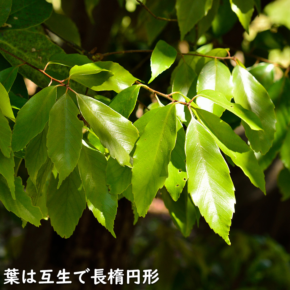 アラカシ 株立ち 1.4m 15cmポット 6本 苗 商品情報 【アラカシ】(粗樫) 読み:あらかし 学名:Quercus glauca ブ アラカシ 株立ち 1.4m 15cmポット 6本 苗 商品情報 【アラカシ】(粗樫) 読み:あらかし 学名:Quercus glauca ブ