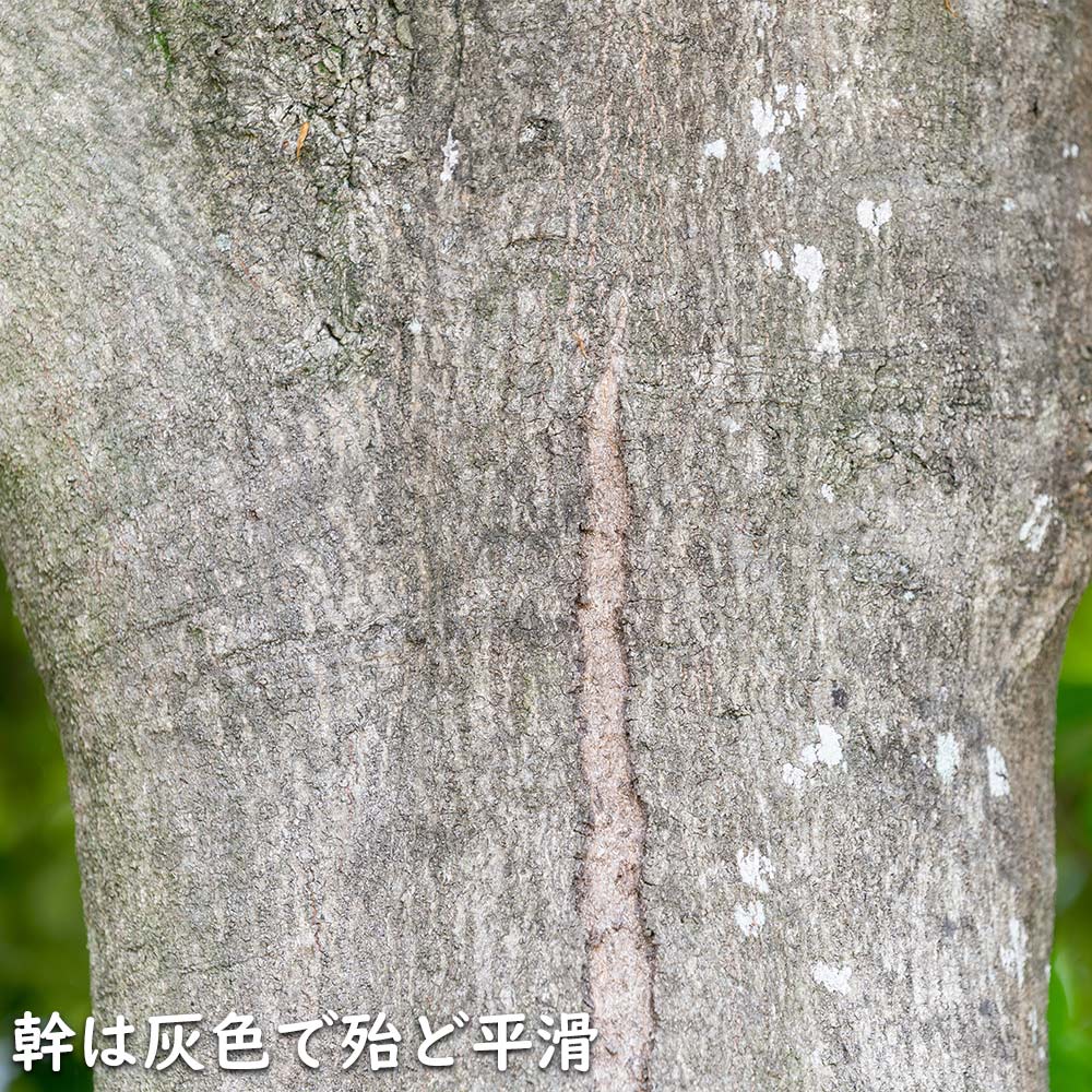 アラカシ 株立ち 1.4m 15cmポット 6本 苗 商品情報 【アラカシ】(粗樫) 読み:あらかし 学名:Quercus glauca ブ アラカシ 株立ち 1.4m 15cmポット 6本 苗 商品情報 【アラカシ】(粗樫) 読み:あらかし 学名:Quercus glauca ブ