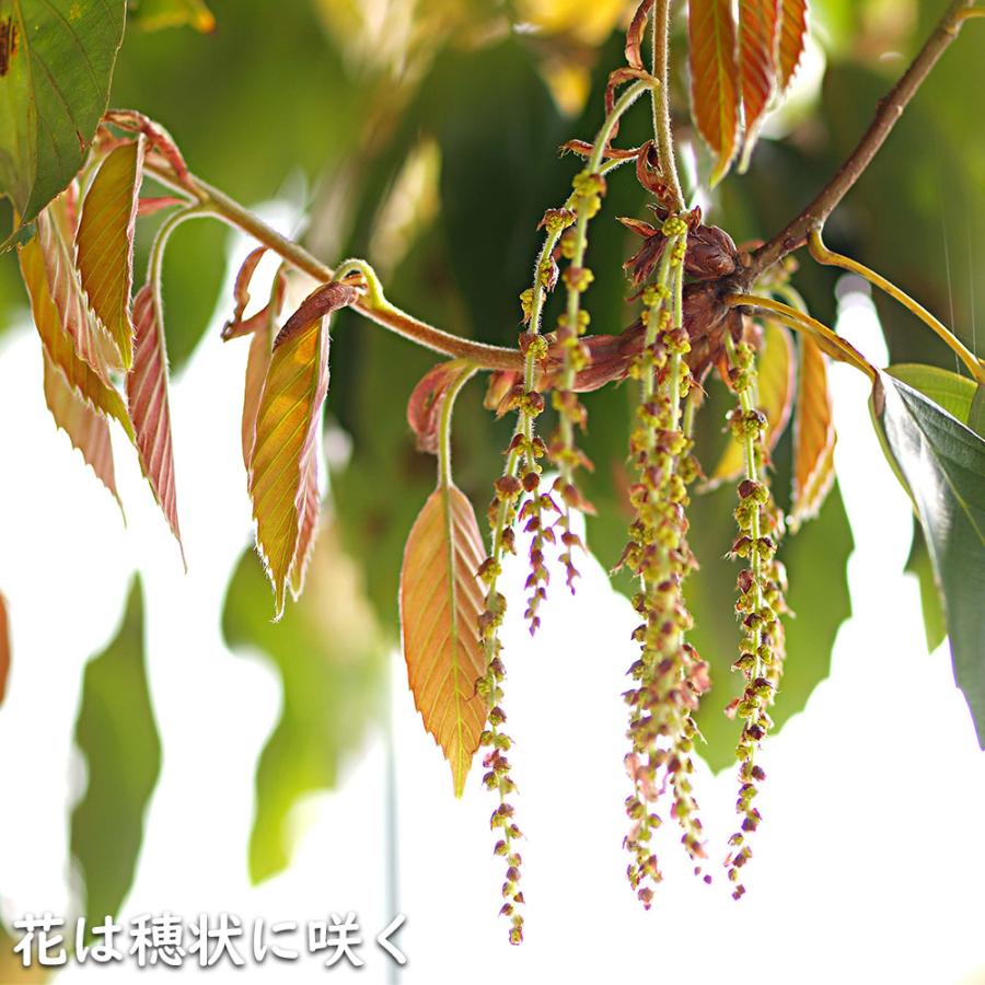 アラカシ 株立ち 1.4m 15cmポット 6本 苗 商品情報 【アラカシ】(粗樫) 読み:あらかし 学名:Quercus glauca ブ アラカシ 株立ち 1.4m 15cmポット 6本 苗 商品情報 【アラカシ】(粗樫) 読み:あらかし 学名:Quercus glauca ブ