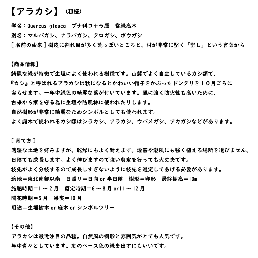 アラカシ 単木 0.5m 10.5cmポット 苗｜green-netbox｜08