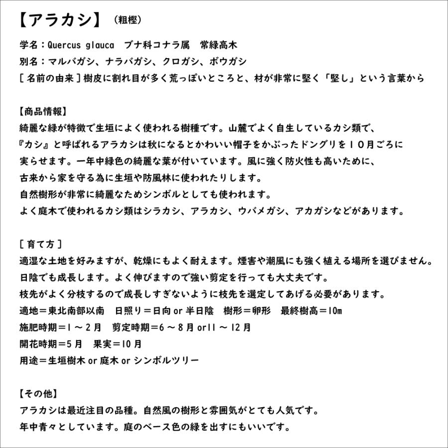 アラカシ 単木 0.3m 10.5cmポット 苗｜green-netbox｜08