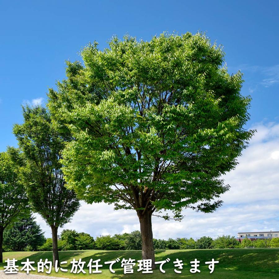 アラカシ 単木 0.8m 10.5cmポット 苗｜green-netbox｜10