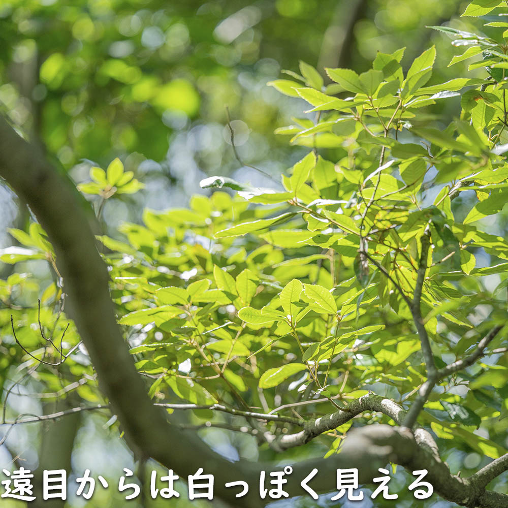 イチイガシ 1m 露地 2本 苗