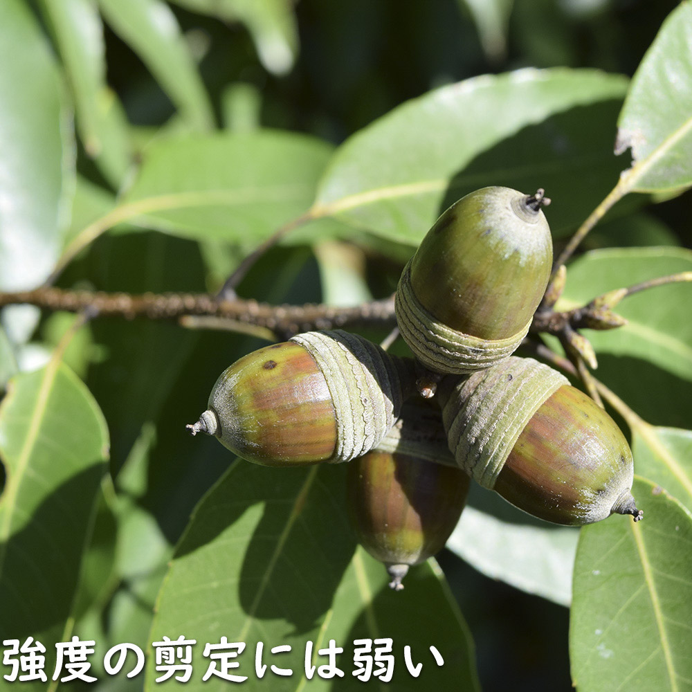 イチイガシ 1m 露地 2本 苗