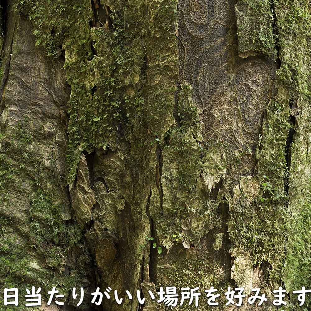イチイガシ 1m 露地 2本 苗