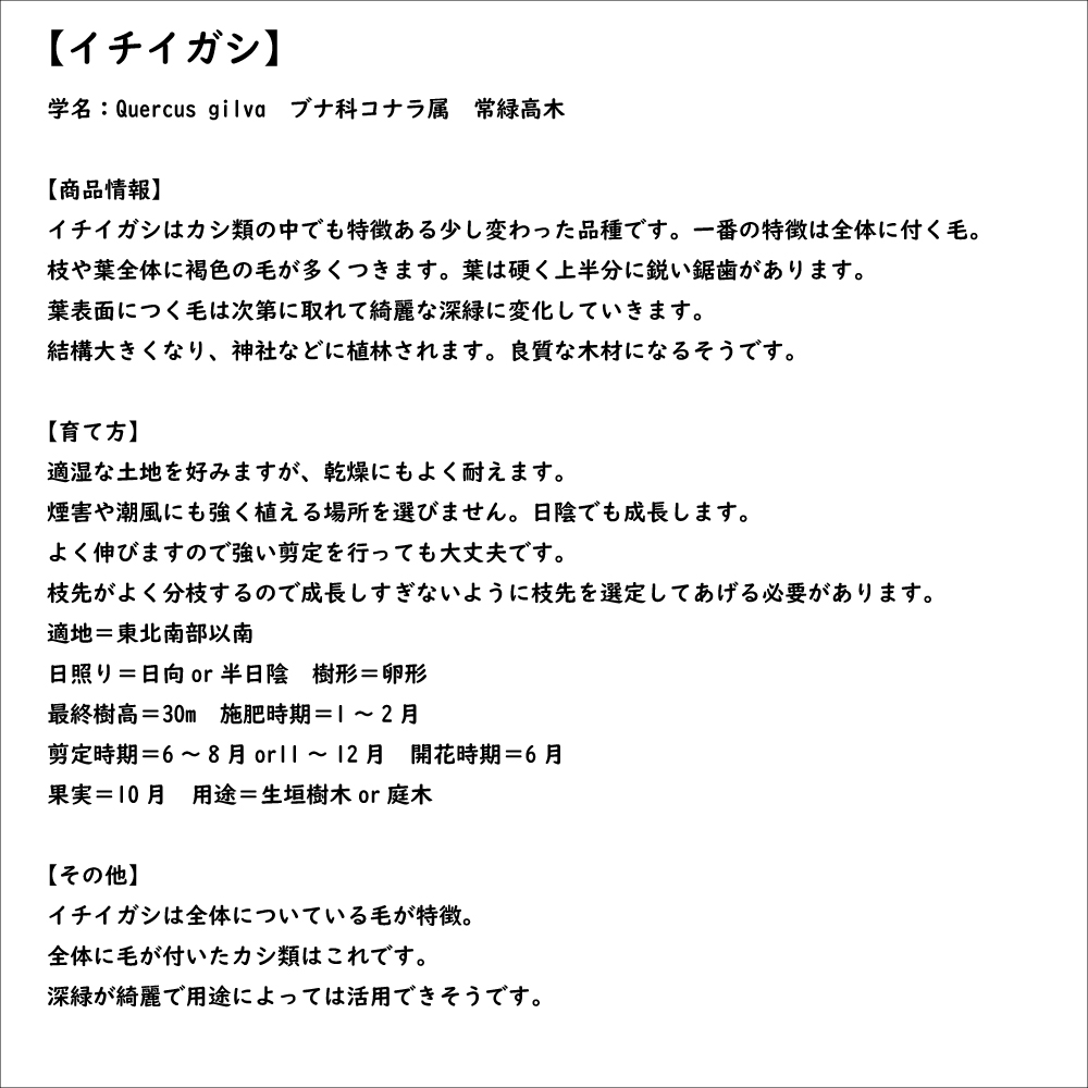 イチイガシ 1m 露地 2本 苗