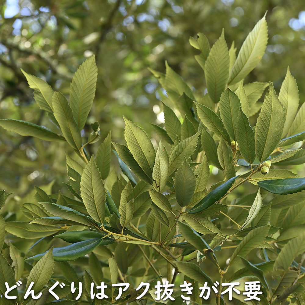 イチイ（常緑樹の植木、庭木）｜苗木、植木 | 花、ガーデニング の