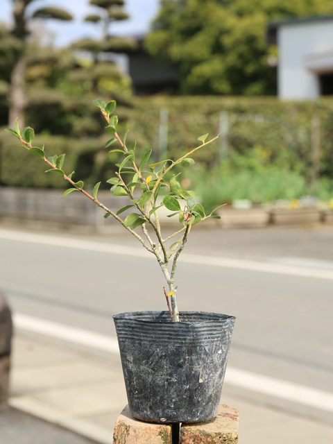 イヌツゲ（常緑樹の植木、庭木）の商品一覧｜苗木、植木 | 花