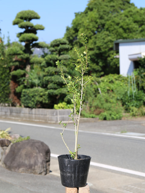 マメツゲ 生垣（苗木、植木）の商品一覧 | 花、ガーデニング 通販