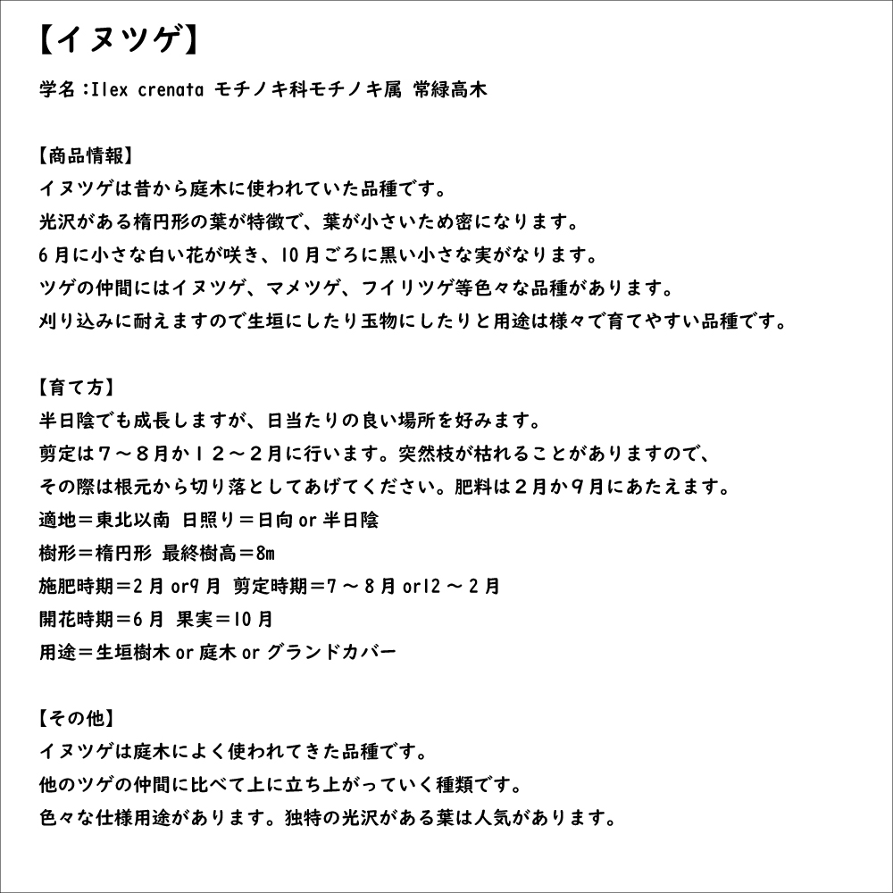 イヌツゲ 1.2m 露地 2本 苗 : 1003129 : トオヤマグリーン - 通販