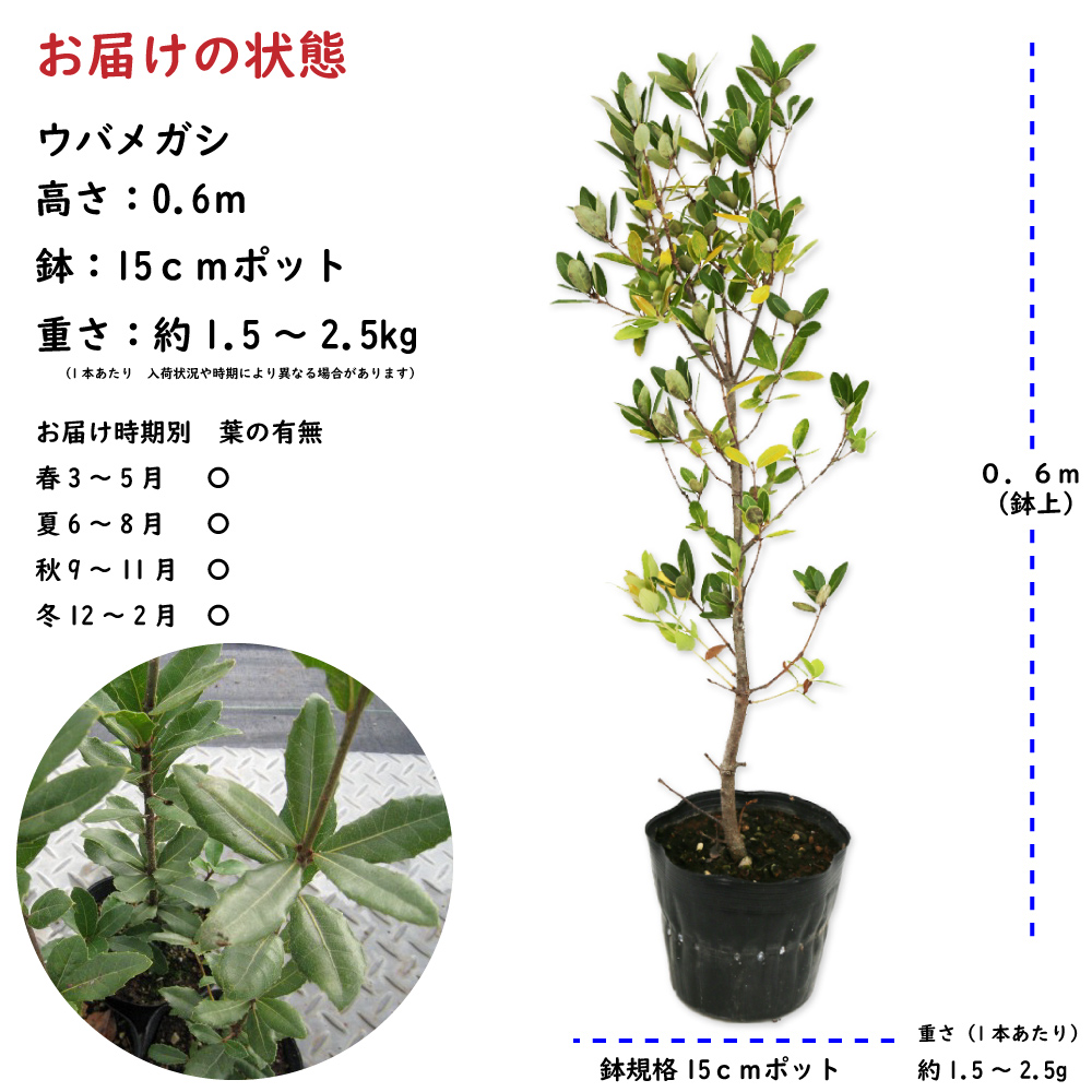 ウバメガシ 0.6m 15cmポット 苗 - 常緑樹