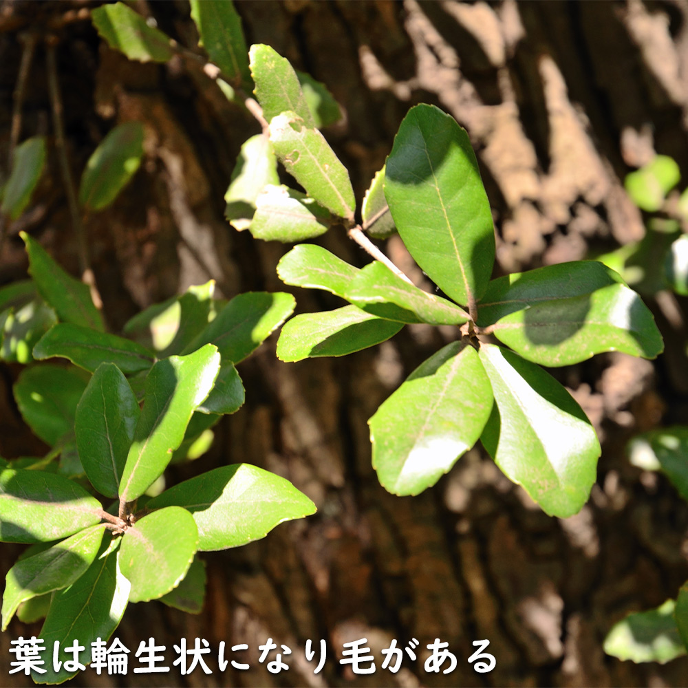 ウバメガシ 1.5m 露地 2本 苗木 常緑樹 | www.pdmsince1885.com