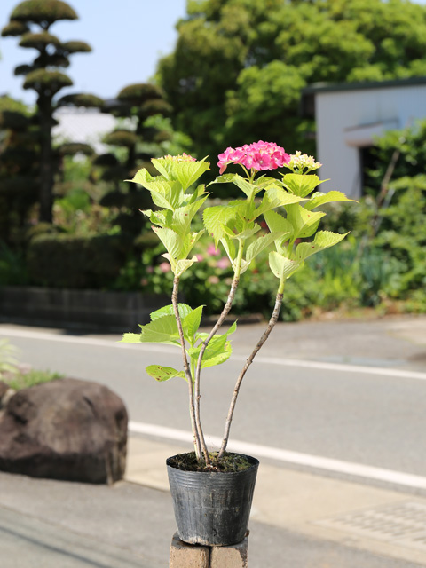 アジサイ (花色指定不可) 12cmポット 苗 : 100603 : トオヤマグリーン