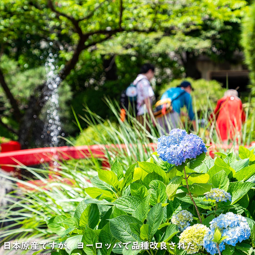 アジサイ (花色指定不可) 0.8m 露地 苗 花 | biopureservice.com