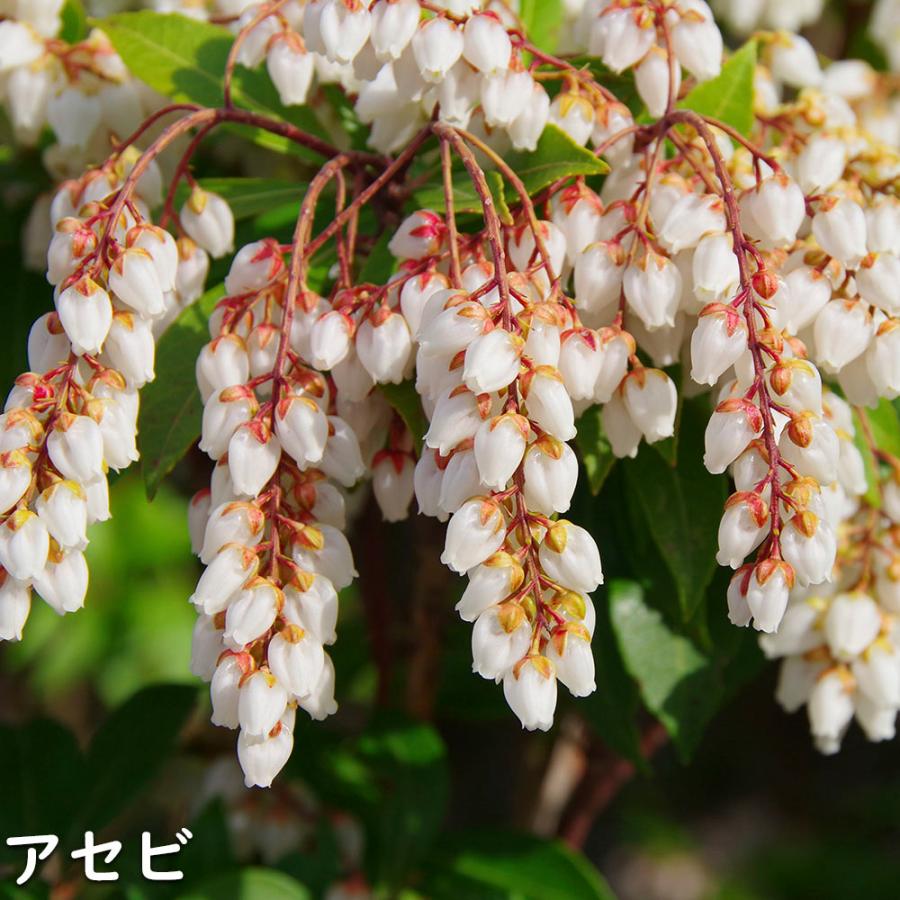 アセビ 0.3m 露地 3本 苗 アセビ 商品情報 アセビ 0.3m 露地 3本 苗 アセビ 商品情報