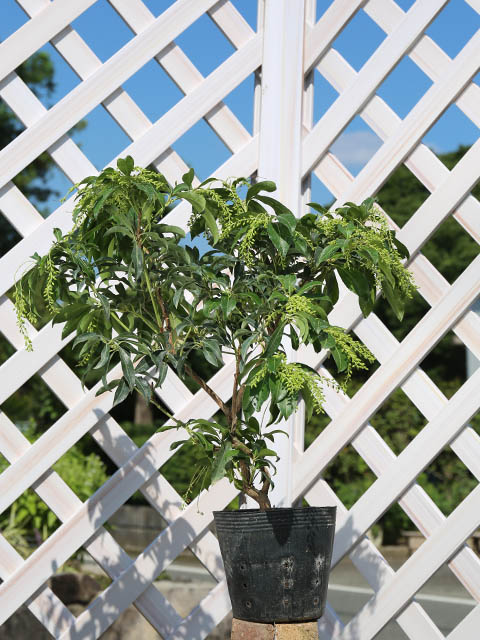 アセビ 15cmポット 苗 : トオヤマグリーン - 通販 - Yahoo!ショッピング