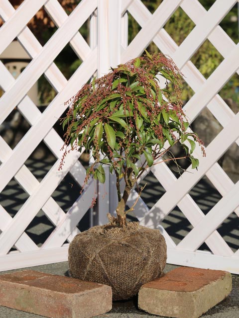 アセビ 0.3m 露地 3本 苗(12870円)