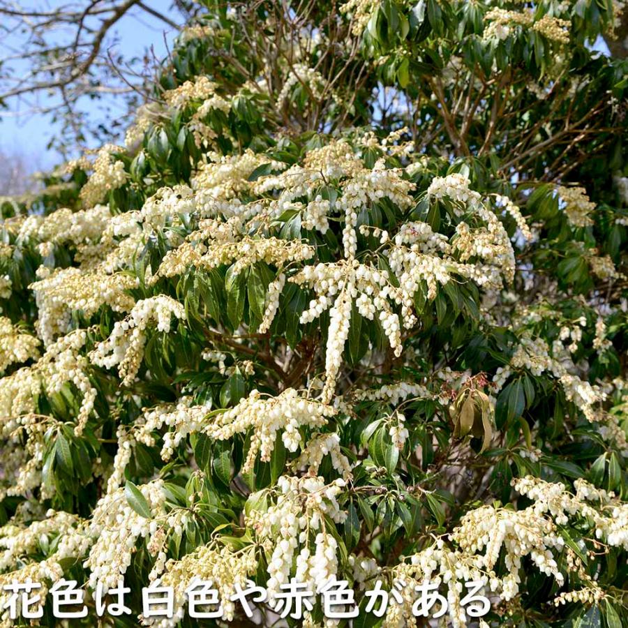 アセビ 0.3m 露地 3本 苗 アセビ 商品情報 アセビ 0.3m 露地 3本 苗 アセビ 商品情報