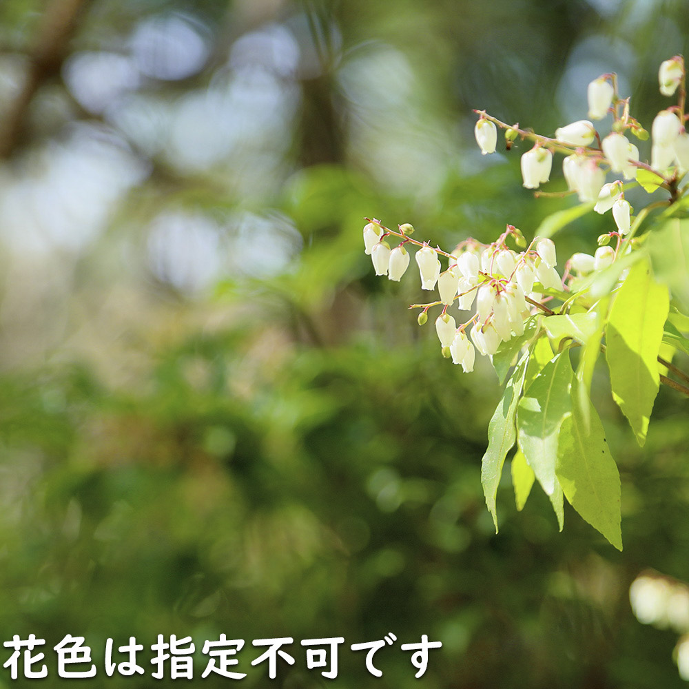 アセビ 0.3m 露地 3本 苗 アセビ 商品情報 アセビ 0.3m 露地 3本 苗 アセビ 商品情報