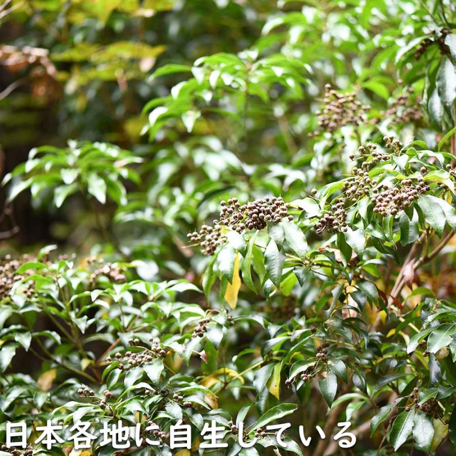 アセビ 0.3m 露地 3本 苗 アセビ 商品情報 アセビ 0.3m 露地 3本 苗 アセビ 商品情報