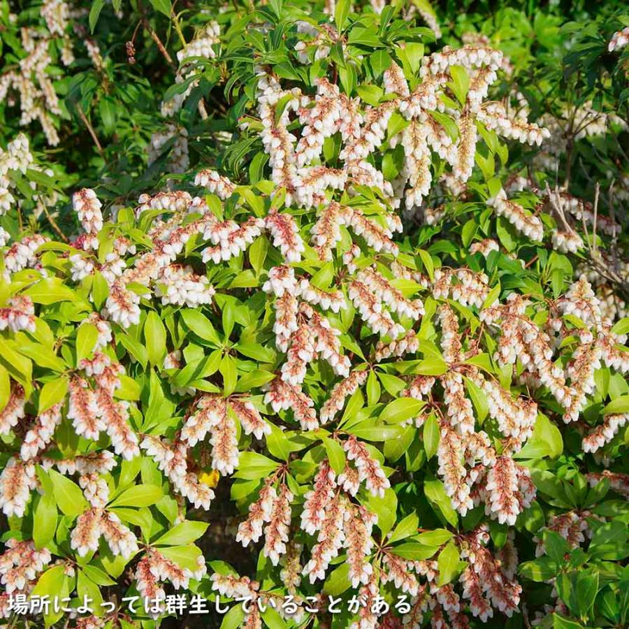 アセビ 0.3m 露地 3本 苗 アセビ 商品情報 アセビ 0.3m 露地 3本 苗 アセビ 商品情報