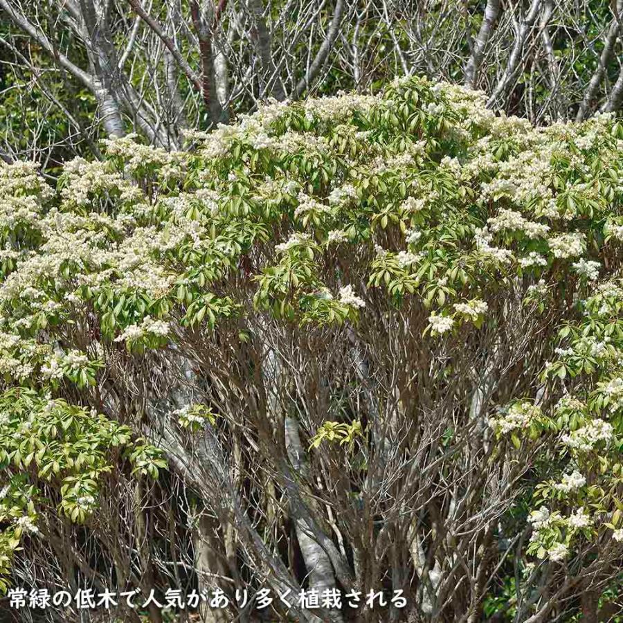 アセビ 0.3m 露地 3本 苗 アセビ 商品情報 アセビ 0.3m 露地 3本 苗 アセビ 商品情報