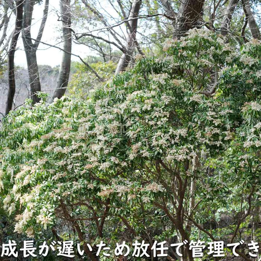 アセビ 0.3m 露地 3本 苗 アセビ 商品情報 アセビ 0.3m 露地 3本 苗 アセビ 商品情報