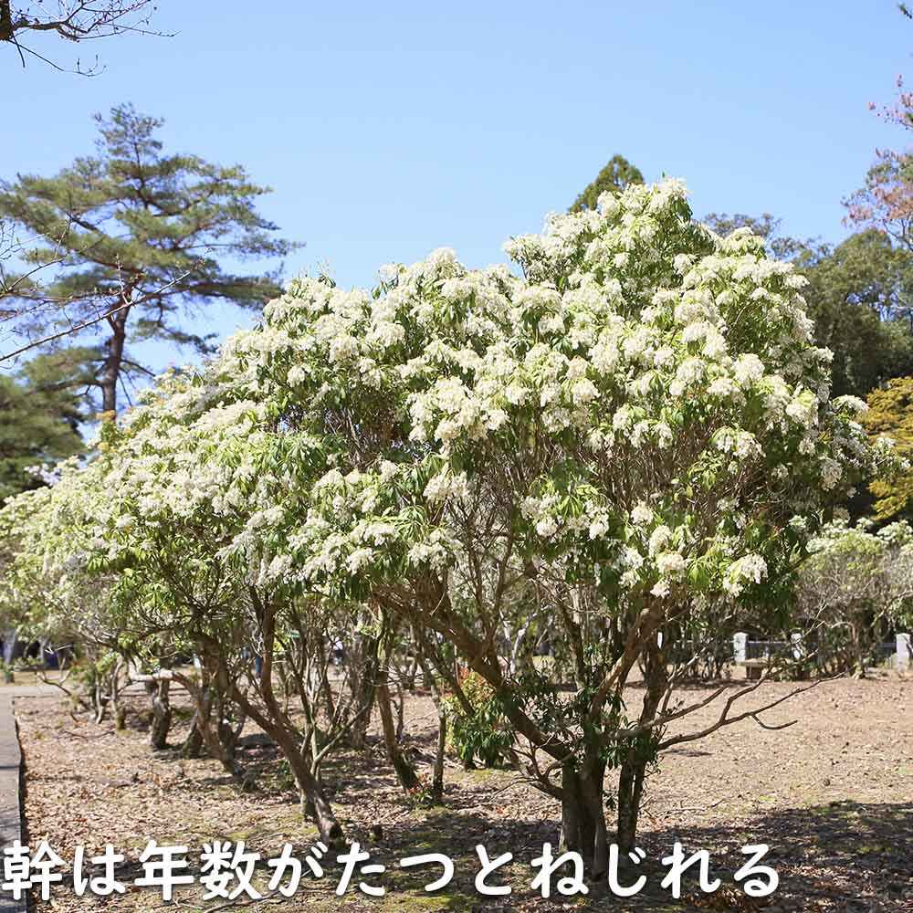 アセビ 1.5m 露地 2本 苗木 : 1007159 : トオヤマグリーン - 通販