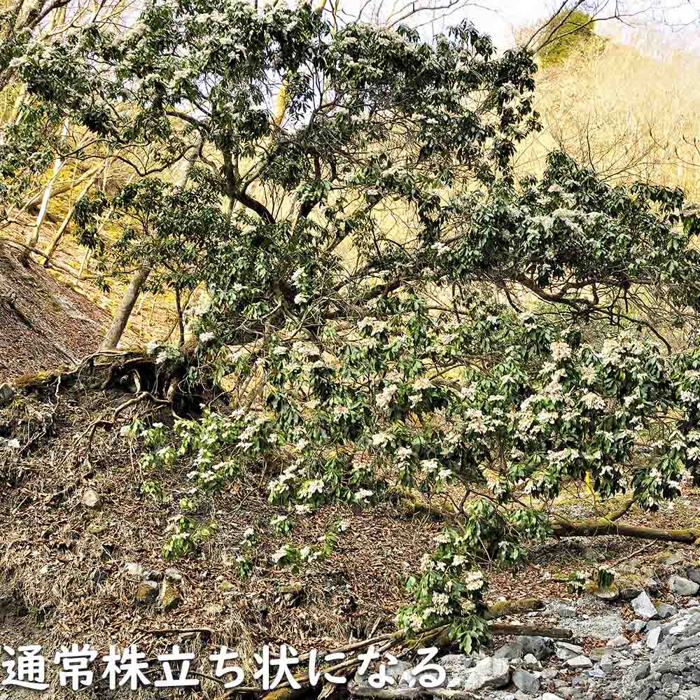 アセビ 0.3m 露地 苗 : 100704 : トオヤマグリーン - 通販 - Yahoo