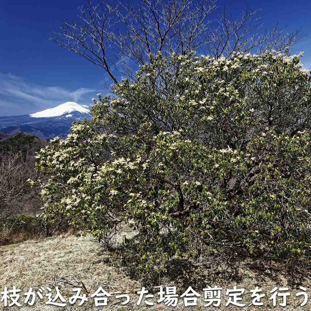 アセビ 1m 露地 苗 : 100710 : トオヤマグリーン - 通販 - Yahoo