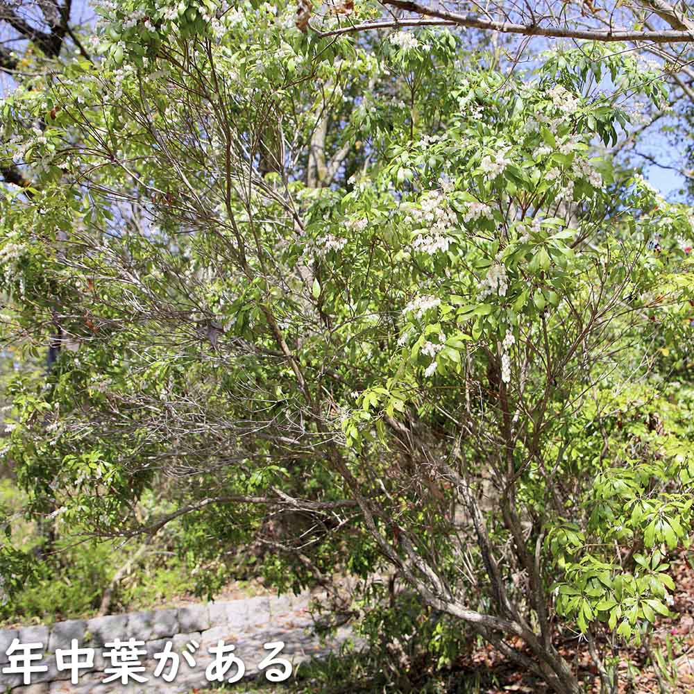 アセビ 0.3m 露地 3本 苗 アセビ 商品情報 アセビ 0.3m 露地 3本 苗 アセビ 商品情報